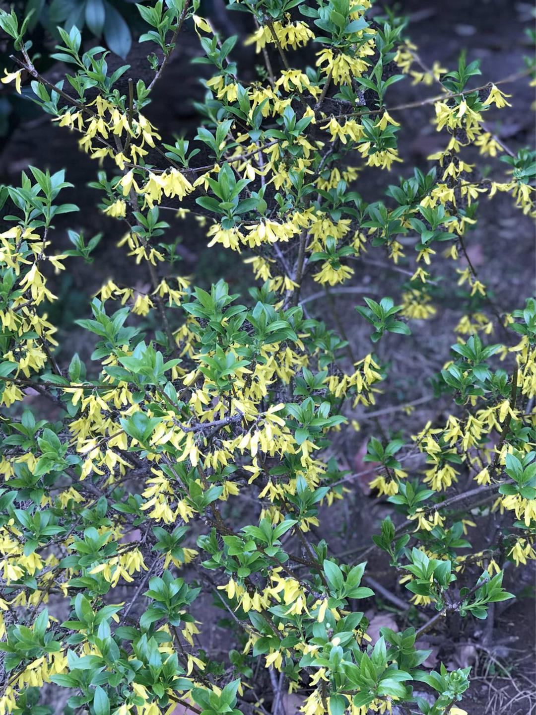 QQ圖片20180320155534_meitu_10